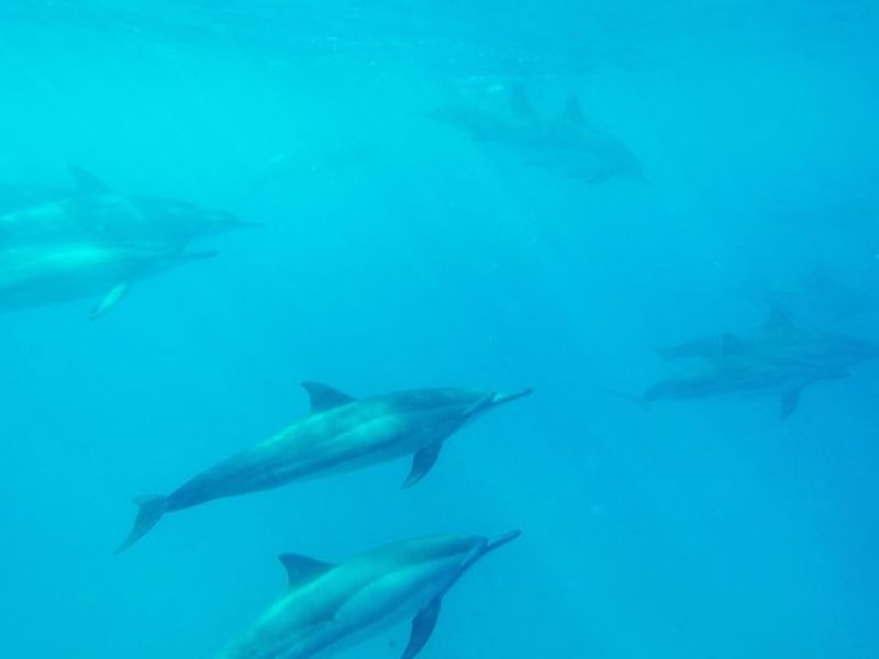 Captain Cook Snorkel On A Double-decker Catamaran With Lunch