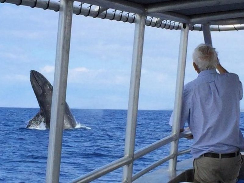 Whale Watching On The Big Island