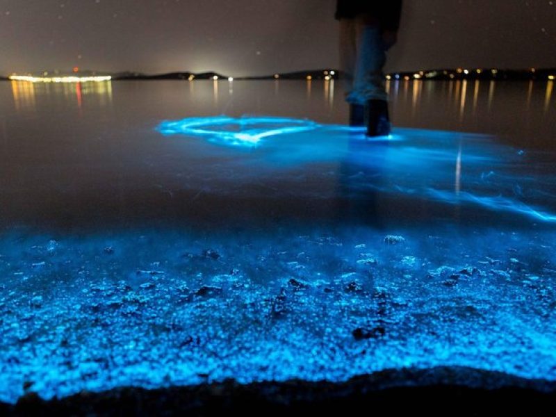 Florida Bioluminescence Kayaking Tour | Haulover canal (Titusville)