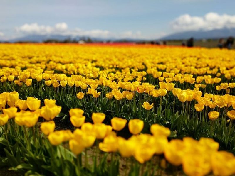 Skagit Valley Tulip Festival and Deception Pass – Private Luxury Day Tour