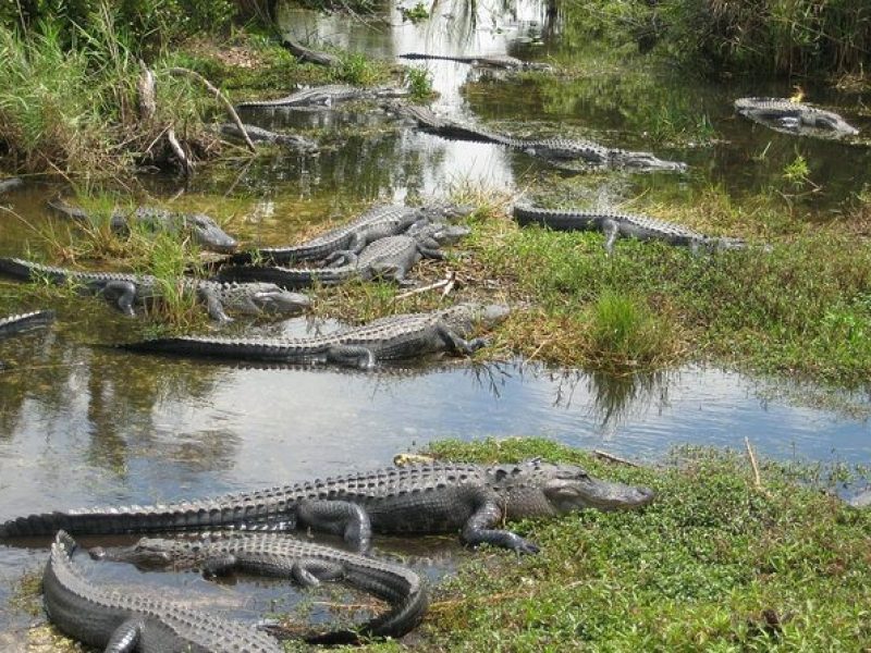 Private 4-hour Tour of Everglades from Miami Dade