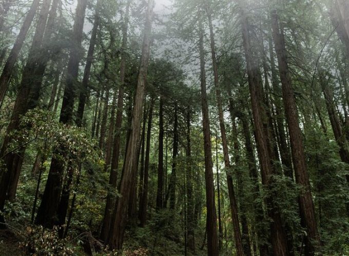 Private Muir Woods and Sausalito Half-Day Tour from San Francisco