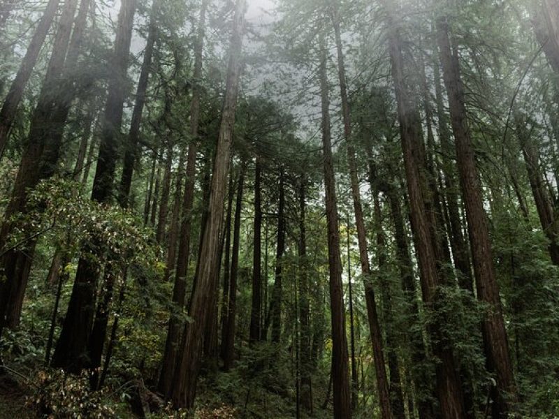 Private Muir Woods and Sausalito Half-Day Tour from San Francisco