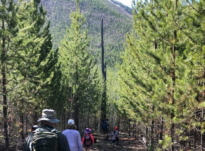 Nature Walk in Glacier National Park