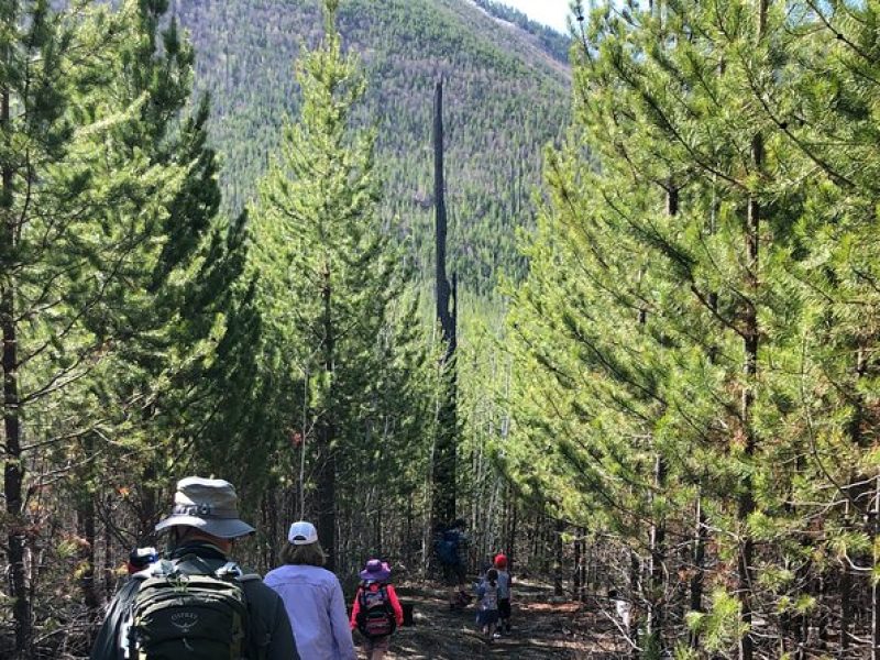 Nature Walk in Glacier National Park