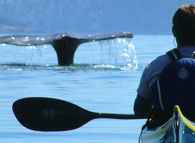 3-Hour Sea Kayak Tour in the San Juan Islands