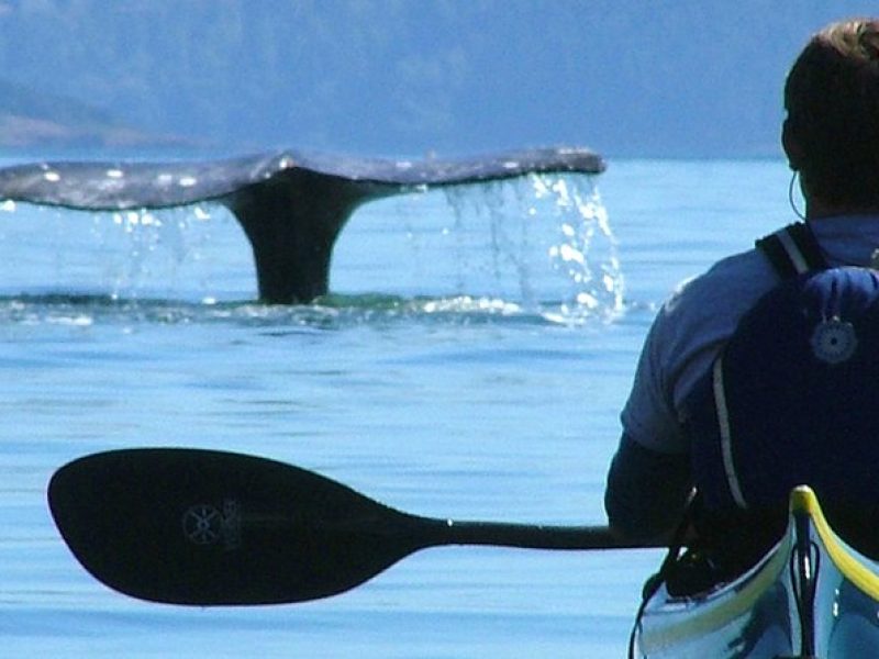 3-Hour Sea Kayak Tour in the San Juan Islands