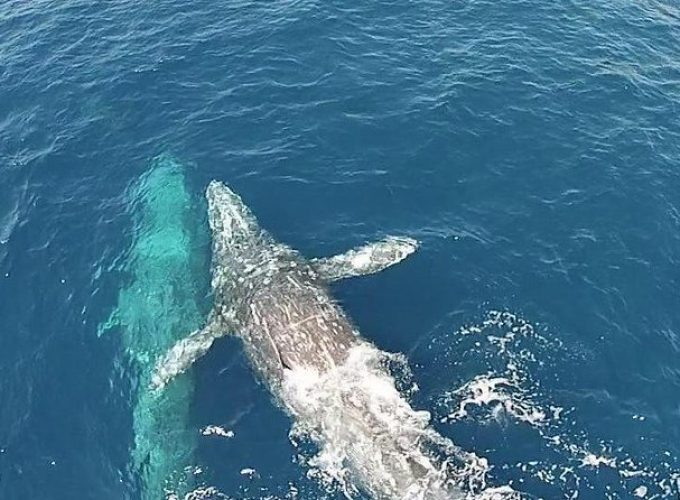 Whale Watching Excursion in Dana Point