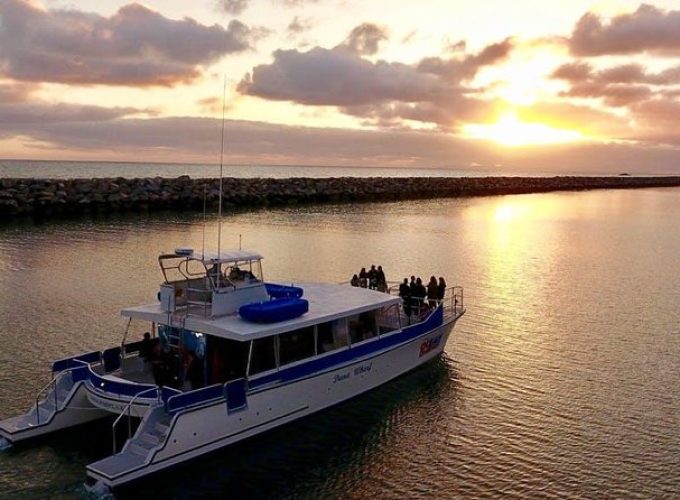 Luxury Catamaran Sunset and Wine Cruise from Dana Point