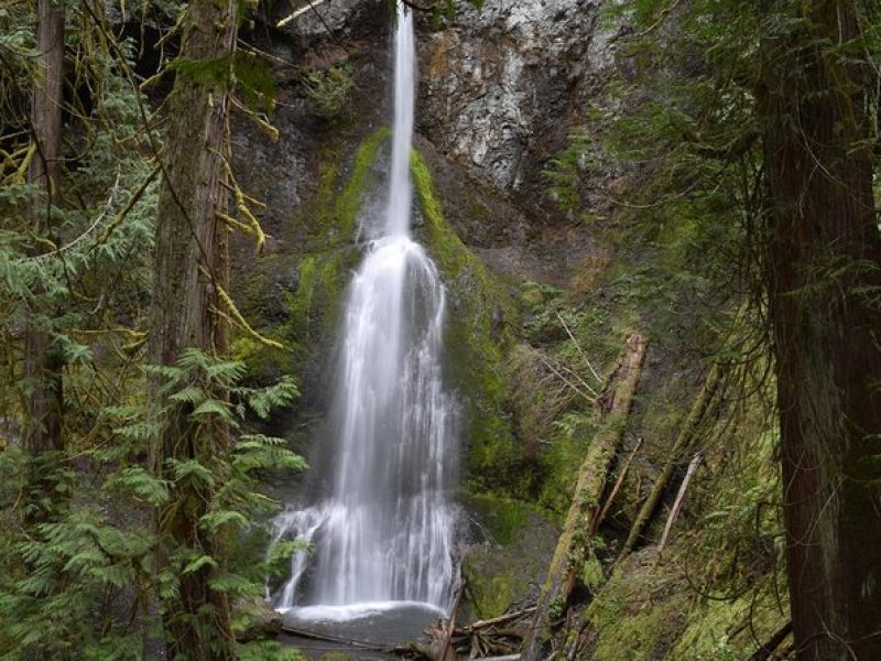 Half Day Guided Tour of Olympic National Park