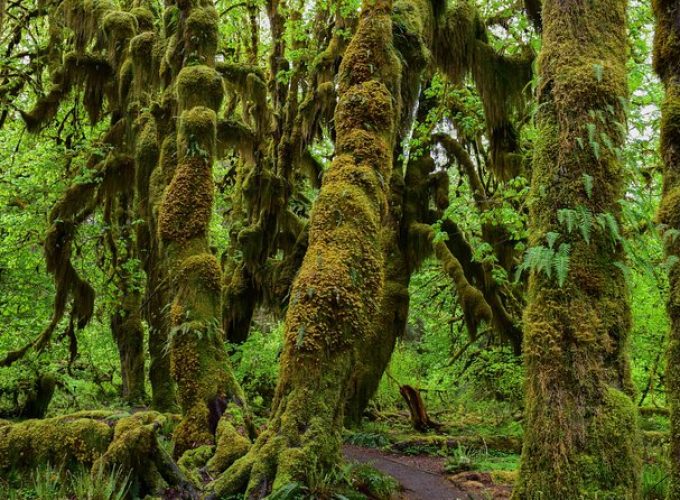 Hoh Rain Forest and Rialto Beach Guided Tour in Olympic National Park