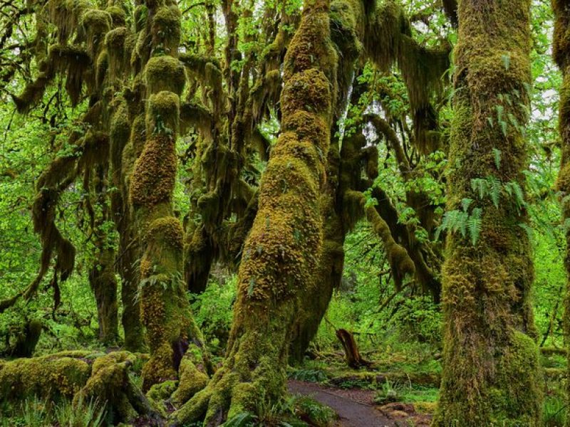 Hoh Rain Forest and Rialto Beach Guided Tour in Olympic National Park