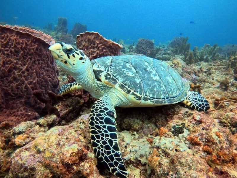 Lauderdale By The Sea Replicated Shipwreck & Reef Snorkel Trails