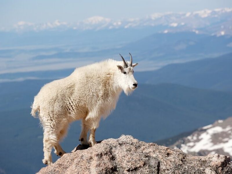 Mount Blue Sky Alpine Summit & Red Rocks Tour from Denver