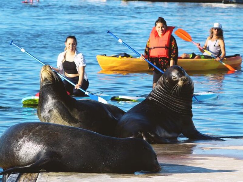 2-Hour Kayak or Paddleboard with Sea Lions in Marina del Rey