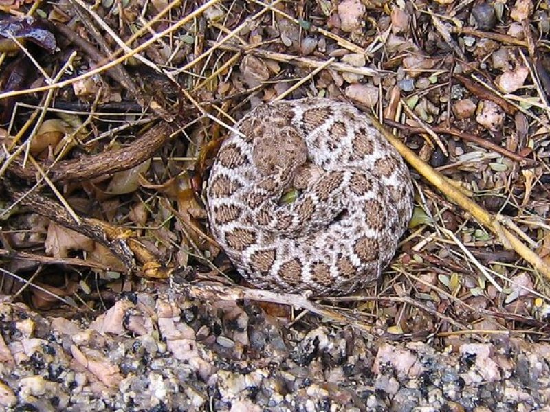 Reptile Hunting in The Sonoran Desert