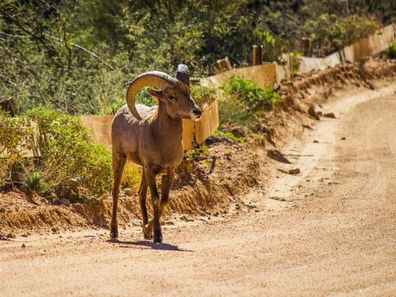 Apache Trail Private Half-Day Tour