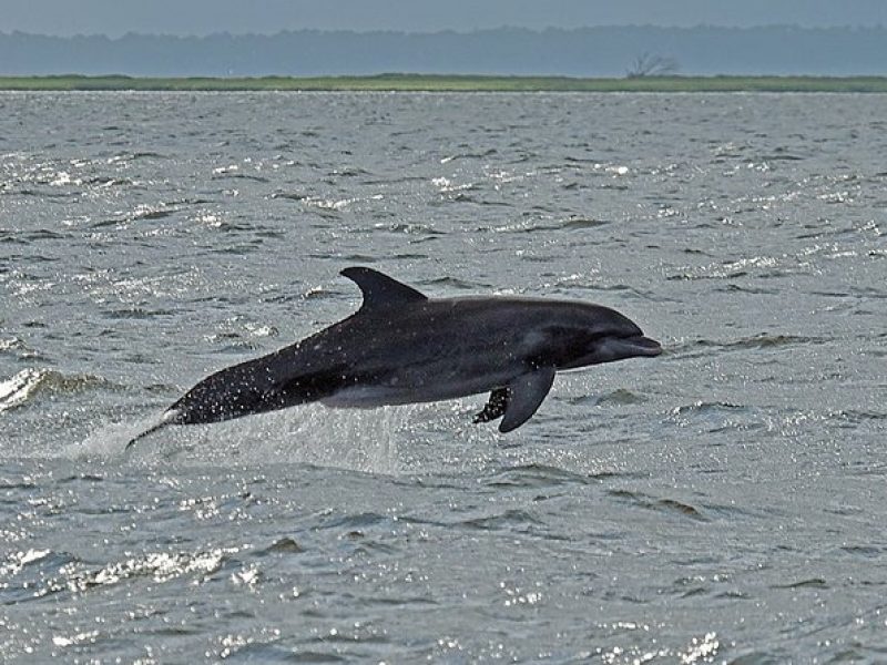 Jekyll Island Dolphin Tours