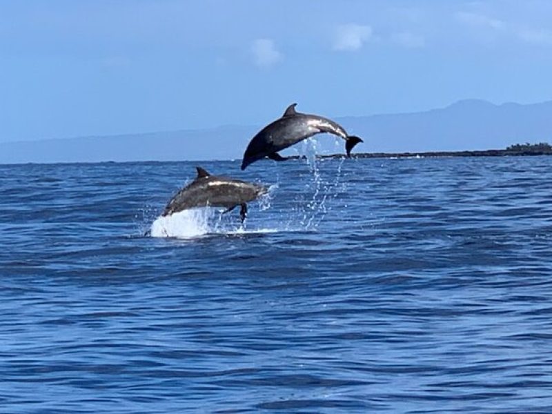 Dolphin Watch & Snorkel Captain Cook Monument Big Island Kailua-Kona Hawaii