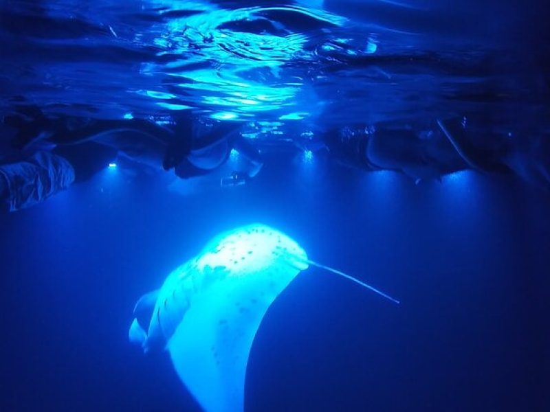 Manta Ray Night Snorkel at Kona, Big Island