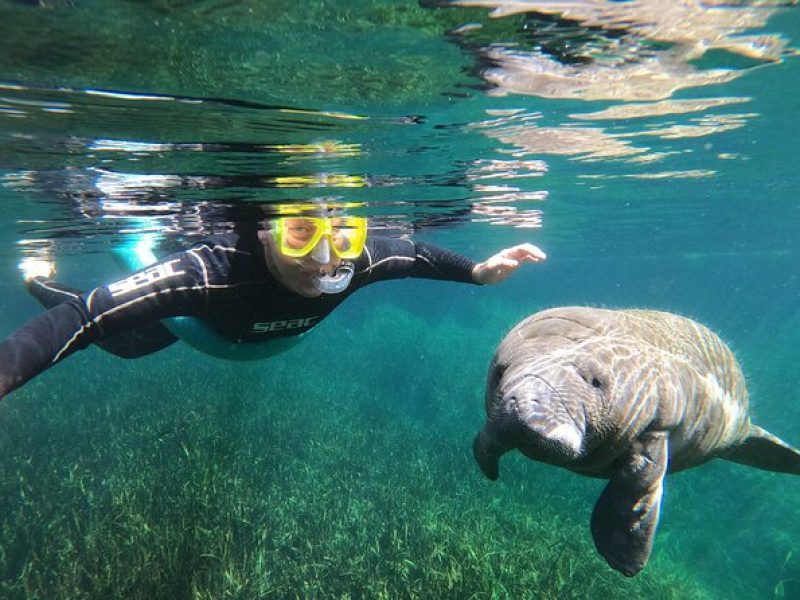 Manatee Snorkeling Crystal River Florida Semi-Private