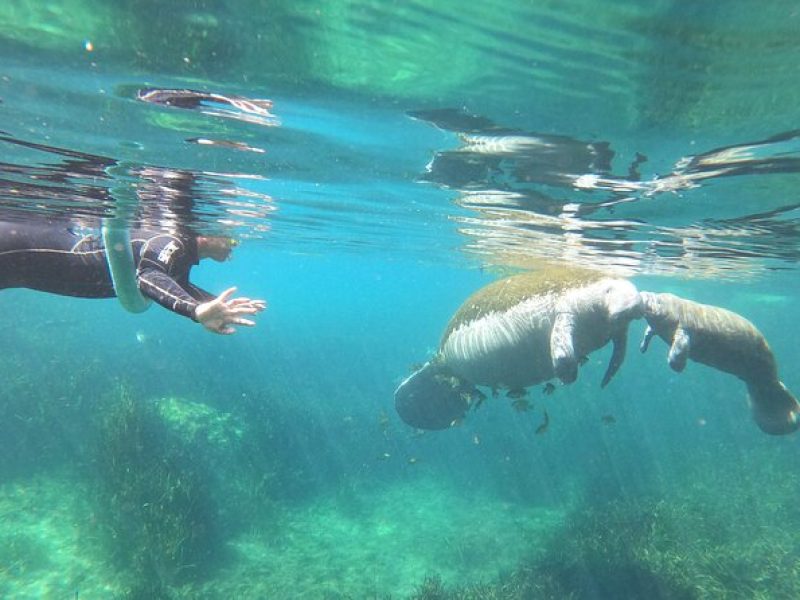 4 Hour VIP Manatee Snorkel with In Water Guide’Small Group