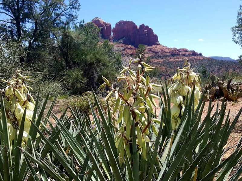 Four-Hour Sedona Vortex Tour