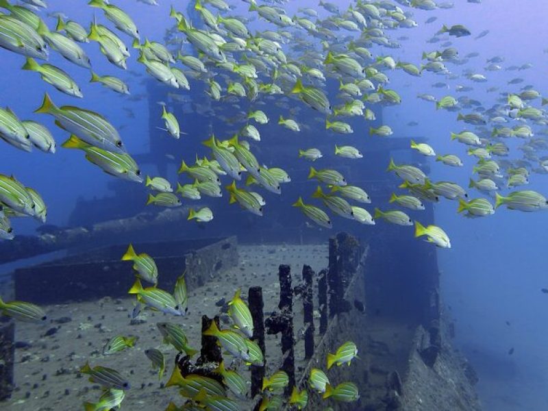 Small-Group Deep Dive in Oahu with Shipwreck and Reef