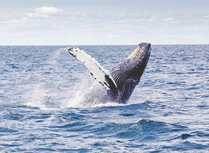 Icy Strait Shore Excursion: Whale Watching Adventure Tour