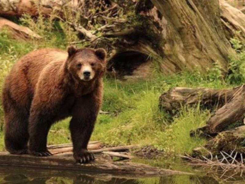 Sitka Shore Excursion: Bears, Raptor Center, & Totem Park Tour (Small Group)