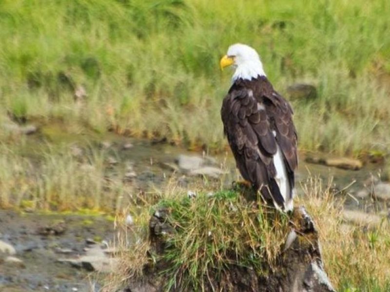 Ketchikan Shore Excursion: Eagle Sanctuary and Rainforest Wildlife Center